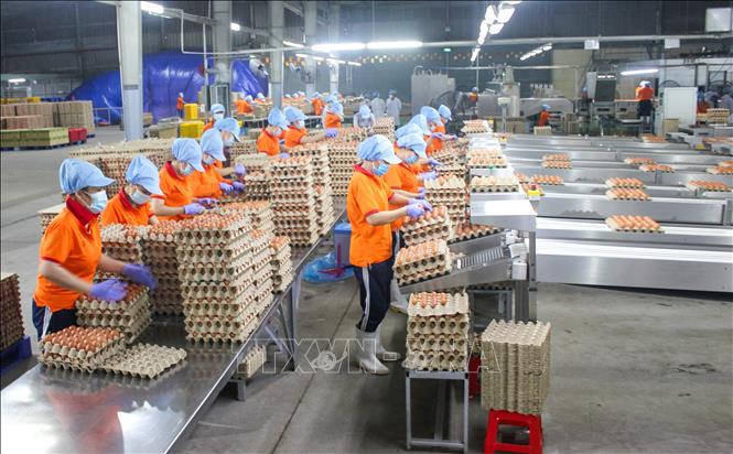 Nâng cao chất lượng đào tạo nghề giúp người lao động có thêm cơ hội việc làm bền vững, thu nhập ổn định và thích ứng với thị trường lao động hiện đại. Ảnh: Giang Phương - TTXVN 