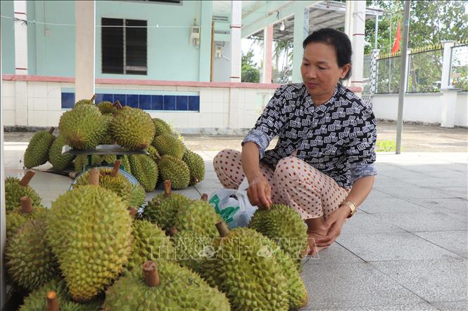 Để “vớt vát” thêm lợi nhuận, nhiều nhà vườn thu lại những trái rụng trong vườn hoặc bị thương lái dạt ra để bán lẻ cho khách vãng lai với giá 25.000 đồng/kg. Ảnh: Thu Hiền - TTXVN