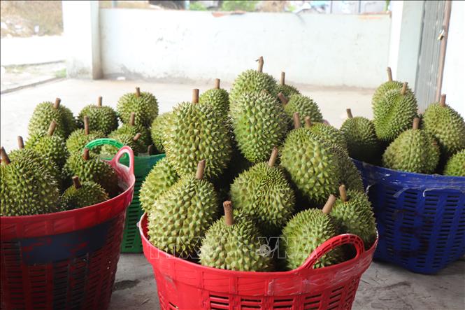Sầu riêng Ri6 giảm sâu với giá từ 20.000 đồng - 35.000 đồng/kg tùy loại, chất lượng. Ảnh: Thu Hiền - TTXVN