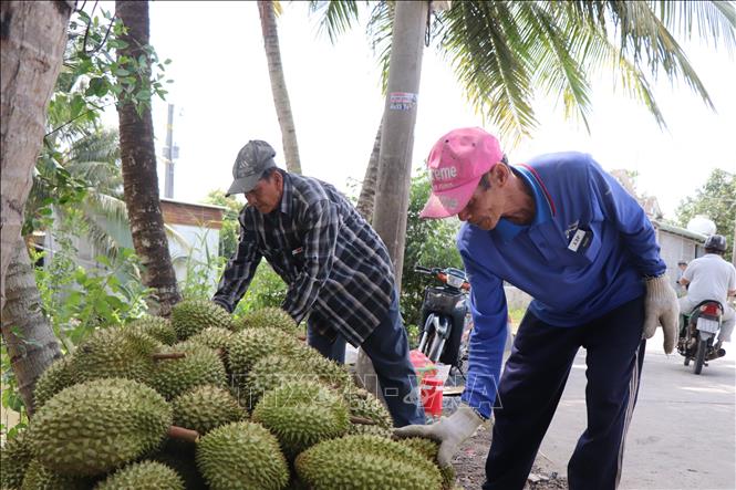 Dù đã xử lý nghịch vụ nhưng nhà vườn ở Cần Thơ vẫn không “né” được tình trạng “dội chợ” sầu riêng năm nay. Ảnh: Thu Hiền - TTXVN
