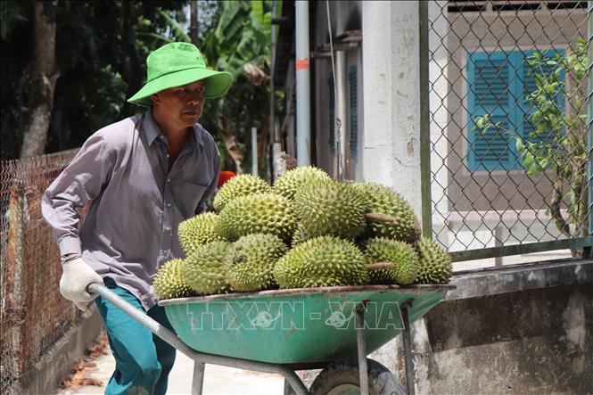 Giá sầu riêng ở Cần Thơ hiện dao động từ 20.000 đồng - 45.000 đồng/kg, giảm gần 1/2 giá so với thời điểm cùng kỳ năm ngoái. Ảnh: Thu Hiền - TTXVN