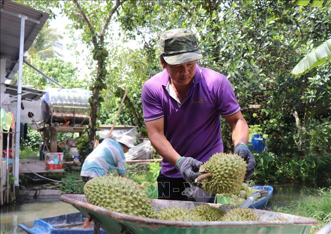Nhà vườn xã Trường Long (TP.Cần Thơ) thu hoạch sầu riêng. Ảnh: Thu Hiền - TTXVN