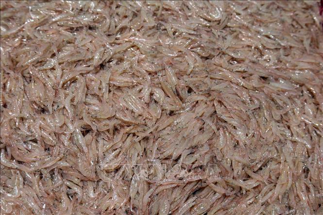 Những con ruốc tươi rói được xem như “món quà” từ biển dành cho ngư dân. Ảnh: Đỗ Trưởng – TTXVN