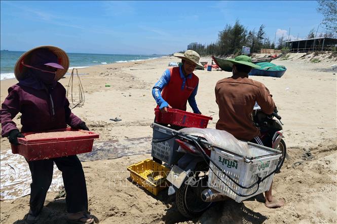 Những mẻ ruốc tươi được vận chuyển về khu vực để phơi khô. Ảnh: Đỗ Trưởng – TTXVN