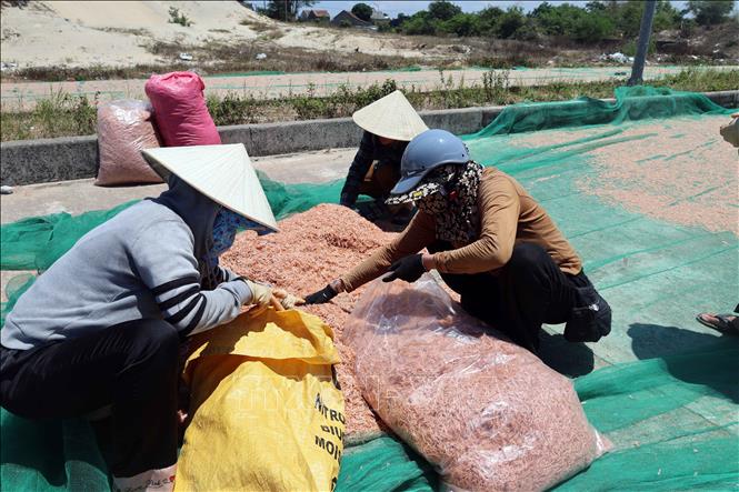 Ruốc biển phơi khô có thể bảo quản được trong thời gian dài và đưa đi tiêu thụ ở nhiều nơi. Ảnh: Đỗ Trưởng – TTXVN