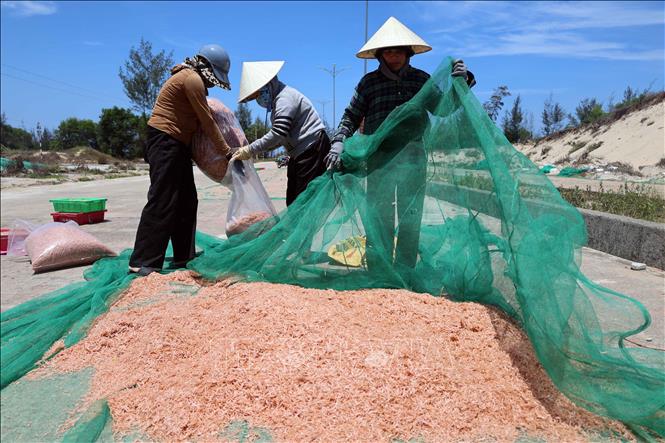 Ruốc biển phơi khô có thể bảo quản được trong thời gian dài và đưa đi tiêu thụ ở nhiều nơi. Ảnh: Đỗ Trưởng – TTXVN