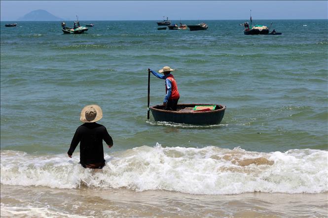Ngư dân dùng thuyền thúng vận chuyển ruốc tươi từ ghe thuyền vào bờ để kịp phơi khô, bán cho thương lái. Ảnh: Đỗ Trưởng – TTXVN