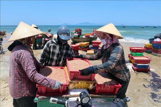 Ngư dân xã Duy Nghĩa, thành phố Đà Nẵng trúng đậm vụ khai thác ruốc biển. Ảnh: Đỗ Trưởng – TTXVN
