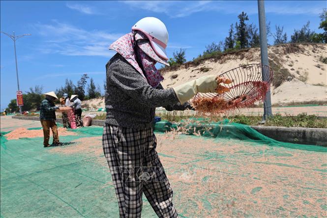 Ruốc biển được phơi khô dưới ánh nắng mặt trời trong khoảng 3 giờ đồng hồ để bán cho thương lái. Ảnh: Đỗ Trưởng – TTXVN