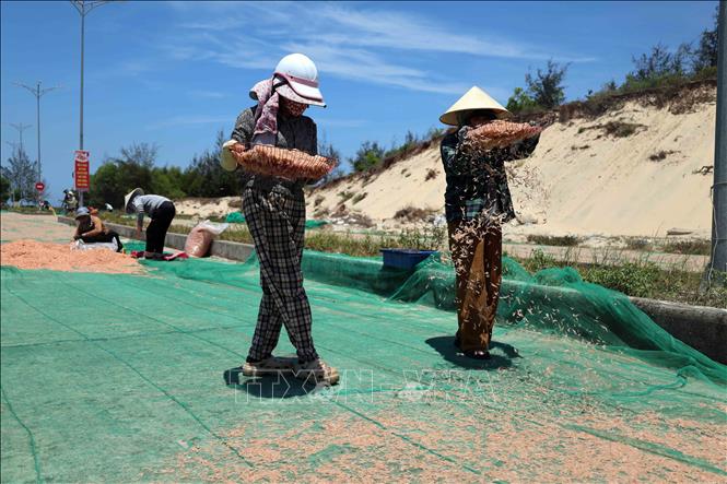 Ruốc biển được phơi khô dưới ánh nắng mặt trời trong khoảng 3 giờ đồng hồ để bán cho thương lái. Ảnh: Đỗ Trưởng – TTXVN