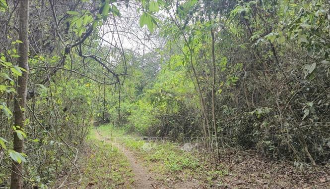 Không chỉ mang ý nghĩa bảo vệ tài nguyên thiên nhiên, những cánh rừng Mã Đà còn đóng vai trò quan trọng trong điều hòa khí hậu, giữ nguồn nước và bảo vệ môi trường sinh thái cho khu vực. Ảnh: Đậu Tất Thành – TTXVN