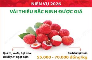 Niên vụ 2026: Vải thiều Bắc Ninh được giá