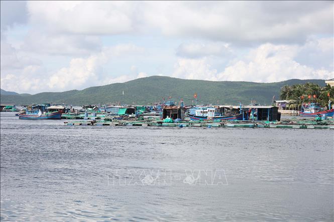 Người nuôi tôm hùm khu vực Đầm Môn, xã Đại Lãnh thu hoạch tôm hùm. ảnh Đặng Tuấn -TTXVN 