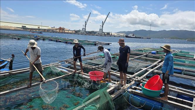 Người nuôi tôm hùm khu vực Đầm Môn, xã Đại Lãnh thu hoạch tôm hùm. Ảnh: Đặng Tuấn -TTXVN 