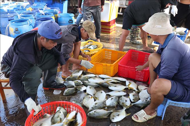 

Tại Khánh Hòa, nghề nuôi tôm hùm, cá biển vẫn là sinh kế quan trọng của người dân ven biển. Ảnh: Đặng Tuấn -TTXVN 