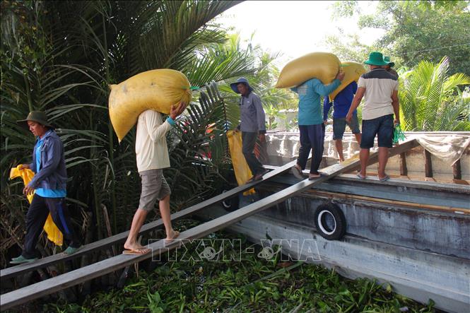 Nông dân xã Châu Thới (tỉnh Cà Mau) vận chuyển lúa xuống thuyền sau khi thu hoạch vụ Đông Xuân. Ảnh: Chanh Đa-TTXVN	

