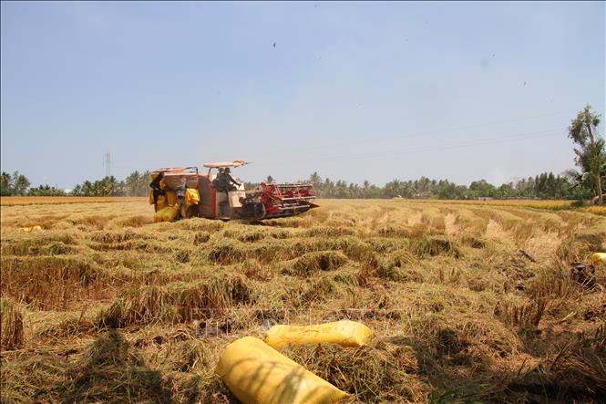 Hạt gạo Cà Mau đã phát triển, khẳng định giá trị trước thị trường trong và ngoài nước. Ảnh: Chanh Đa-TTXVN
