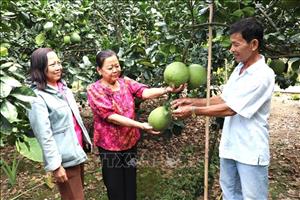 Giảm chi phí, tăng giá trị, sản xuất hữu cơ trở thành xu hướng