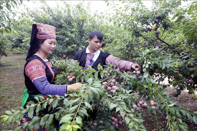 Thi hái mận tại Ngày hội. Ảnh: Quang Quyết - TTXVN