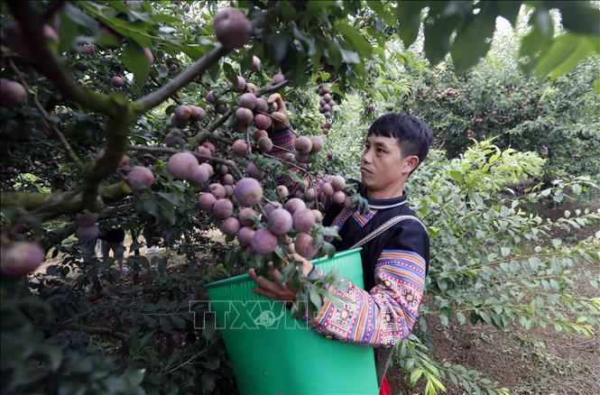 Thi hái mận tại Ngày hội. Ảnh: Quang Quyết - TTXVN