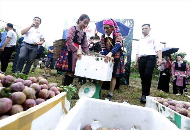 Các đội tham gia cân mận tại phần thi hái quả. Ảnh: Quang Quyết - TTXVN