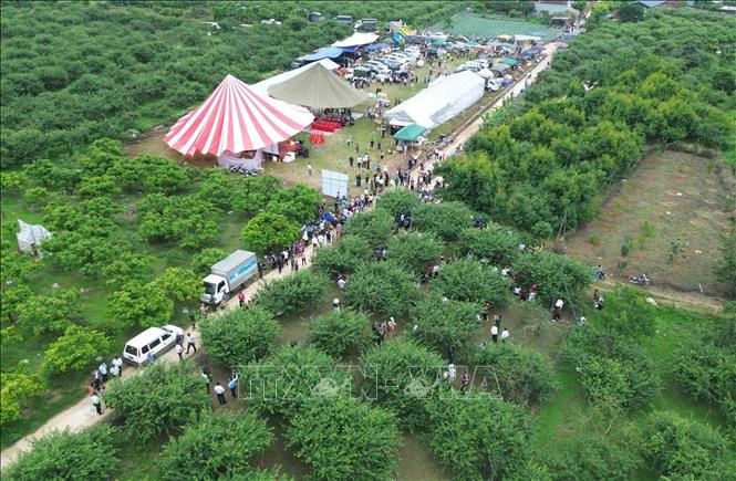 Ngày hội mận xã Lóng Phiêng lần thứ I, năm 2026 thu hút đông đảo nhân dân, du khách trong, ngoài tỉnh và nước bạn Lào tham gia, cổ vũ. Ảnh: Quang Quyết - TTXVN