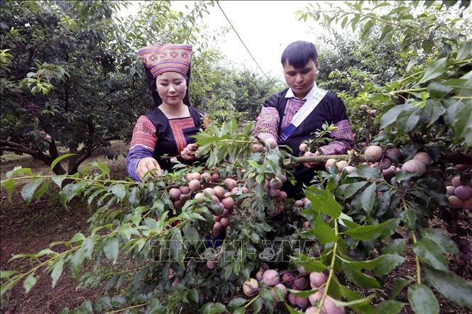 Thi hái mận tại Ngày hội. Ảnh: Quang Quyết - TTXVN