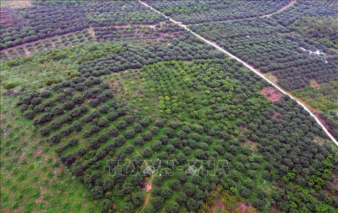 Vùng trồng mận hậu và nông sản tập trung tại xã Lóng Phiêng. Ảnh: Quang Quyết - TTXVN