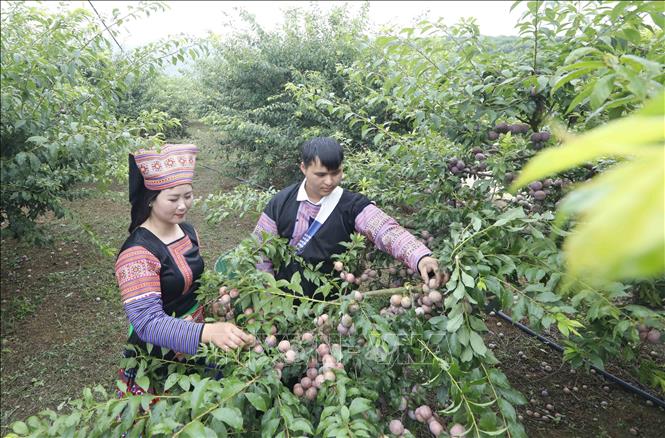 Thi hái mận tại Ngày hội. Ảnh: Quang Quyết - TTXVN