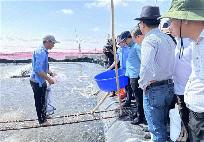 Bộ trưởng Bộ Nông nghiệp và Môi trường Trịnh Việt Hùng tham quan khu nuôi tôm siêu thâm canh của Công ty Cổ phần Thủy sản sạch Việt Nam (xã Trần Đề, thành phố Cần Thơ). Ảnh: Thanh Liêm - TTXVN