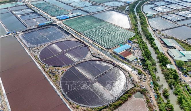 Khu nuôi tôm công nghiệp với diện tích 280 ha của Công ty Cổ phần Thủy sản sạch Việt Nam tại xã Trần Đề, thành phố Cần Thơ nhìn từ trên cao. Ảnh: Thanh Liêm - TTXVN
