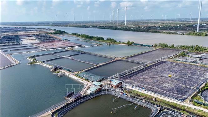 Khu nuôi tôm công nghiệp với diện tích 280 ha của Công ty Cổ phần Thủy sản sạch Việt Nam tại xã Trần Đề, thành phố Cần Thơ. Ảnh: Thanh Liêm - TTXVN