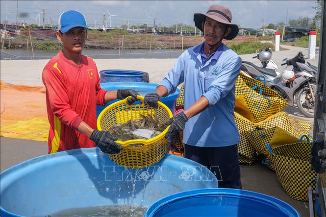 Thu hoạch tôm nuôi theo hình thức siêu thâm canh tại Công ty Cổ phần Thủy sản sạch Việt Nam (xã Trần Đề, thành phố Cần Thơ). Ảnh: Thanh Liêm - TTXVN