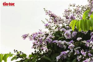 Bằng lăng tím nhuộm phố Hà Nội đầu hè