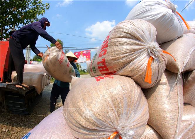 Bốc xếp lúa Đông Xuân 2025 – 2026 tại phường Vị Thanh, thành phố Cần Thơ. Ảnh: Duy Khương - TTXVN

