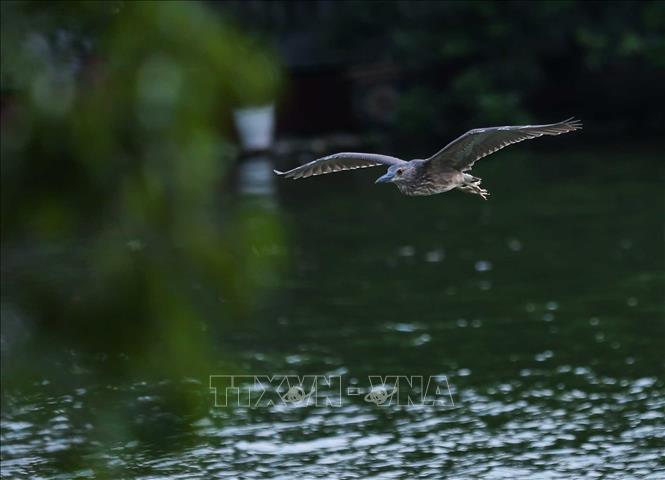 A heron flies low over the waters of Hoan Kiem Lake in the late afternoon, creating a vibrant moment of nature in the heart of the capital city. VNA Photo