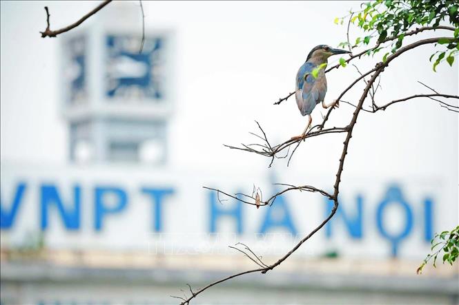 A heron perches on a tree branch by Ho Guom Lake, with the VNPT Hanoi headquarters in the background. VNA Photo