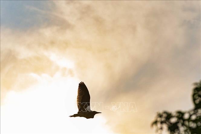 A wild bird flying across the sunset sky over Hoan Kiem Lake create a peaceful moment in the heart of the city. VNA Photo
