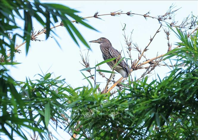 A bird perches on a bamboo branch by Hoan Kiem Lake. VNA Photo