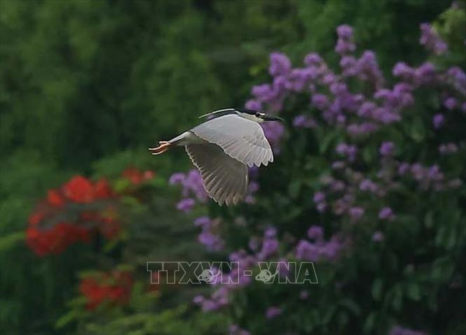 A wild bird flies over summer flowers of Hanoi: purple bang lang(pride of India) and red phuong (royal poinciana). VNA Photo