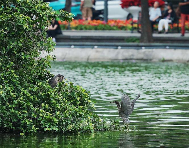 “Dat lanh chim dau” - the presence and development of bird species has long been considered an important indicator reflecting the quality of the environment and ecosystem of a region. VNA Photo