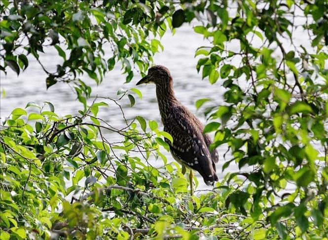 A heron perched on a green tree canopy in the Hoan Kiem Lake area. VNA Photo