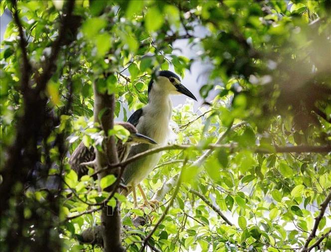 A heron perches on a green tree canopy in the Hoan Kiem Lake area. VNA Photo