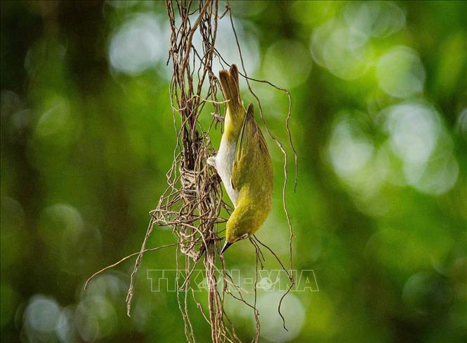 A warbling white-eye perches on a tree's aerial roots at Hoan Kiem Lake area. VNA Photo