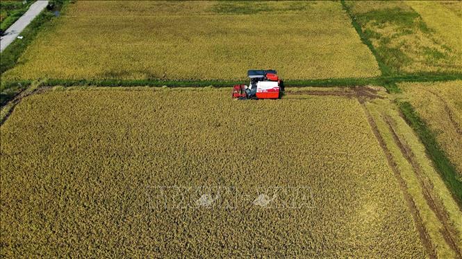 Năng suất lúa vụ xuân năm 2026 tại Hà Tĩnh đạt khoảng 61 tạ/ha. Ảnh: Hữu Quyết - TTXVN