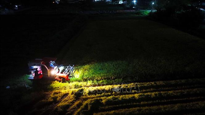 Người dân tranh thủ cả buổi đêm để đẩy nhanh việc thu hoạch lúa. Ảnh: Hữu Quyết - TTXVN