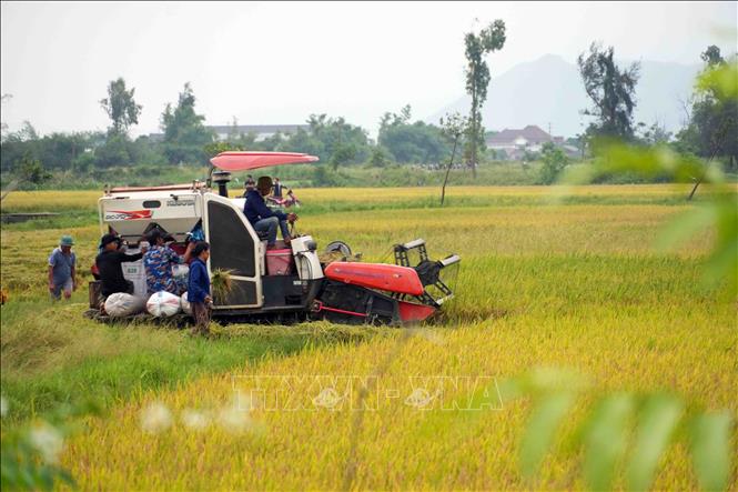 Người dân xã Nghi Xuân, tỉnh Hà Tĩnh đang hối hả thu hoạch lúa. Ảnh: Hữu Quyết - TTXVN