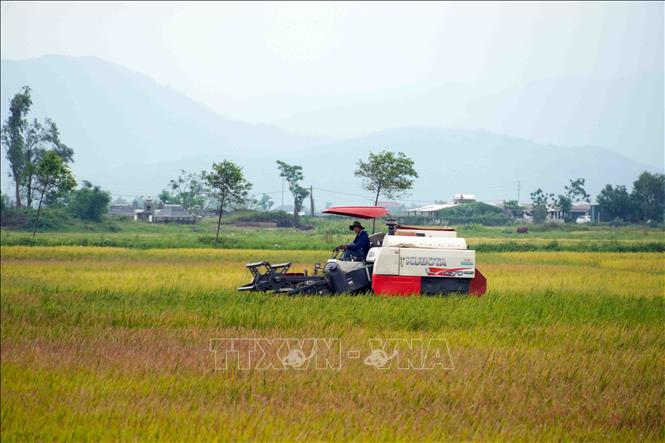 Các địa phương tại Hà Tĩnh hợp đồng với các chủ máy gặt để đảm bảo việc thu hoạch lúa diễn ra thuận lợi. Ảnh: Hữu Quyết - TTXVN