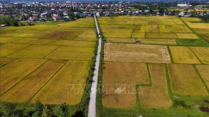 Vụ lúa xuân năm 2026, Hà Tĩnh sản xuất hơn 59.000 ha. Ảnh: Hữu Quyết - TTXVN