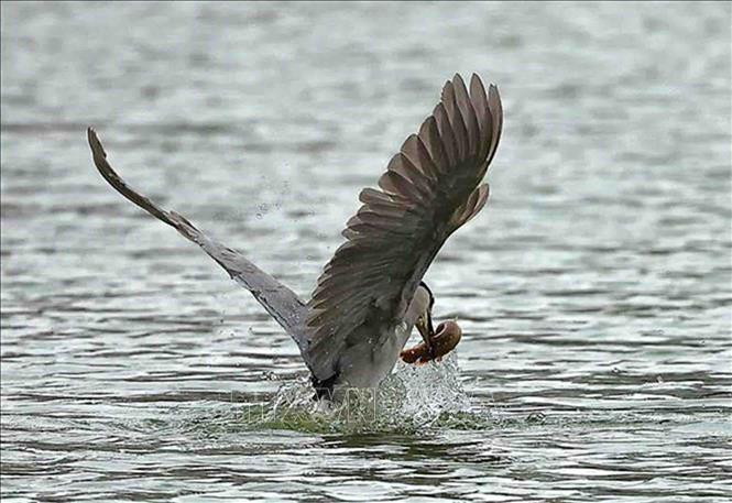 An egret catches fish on Hoan Kiem Lake. VNA Photo